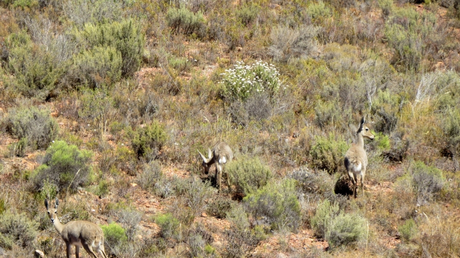 Commercial Property for Sale in Montagu Rural Western Cape